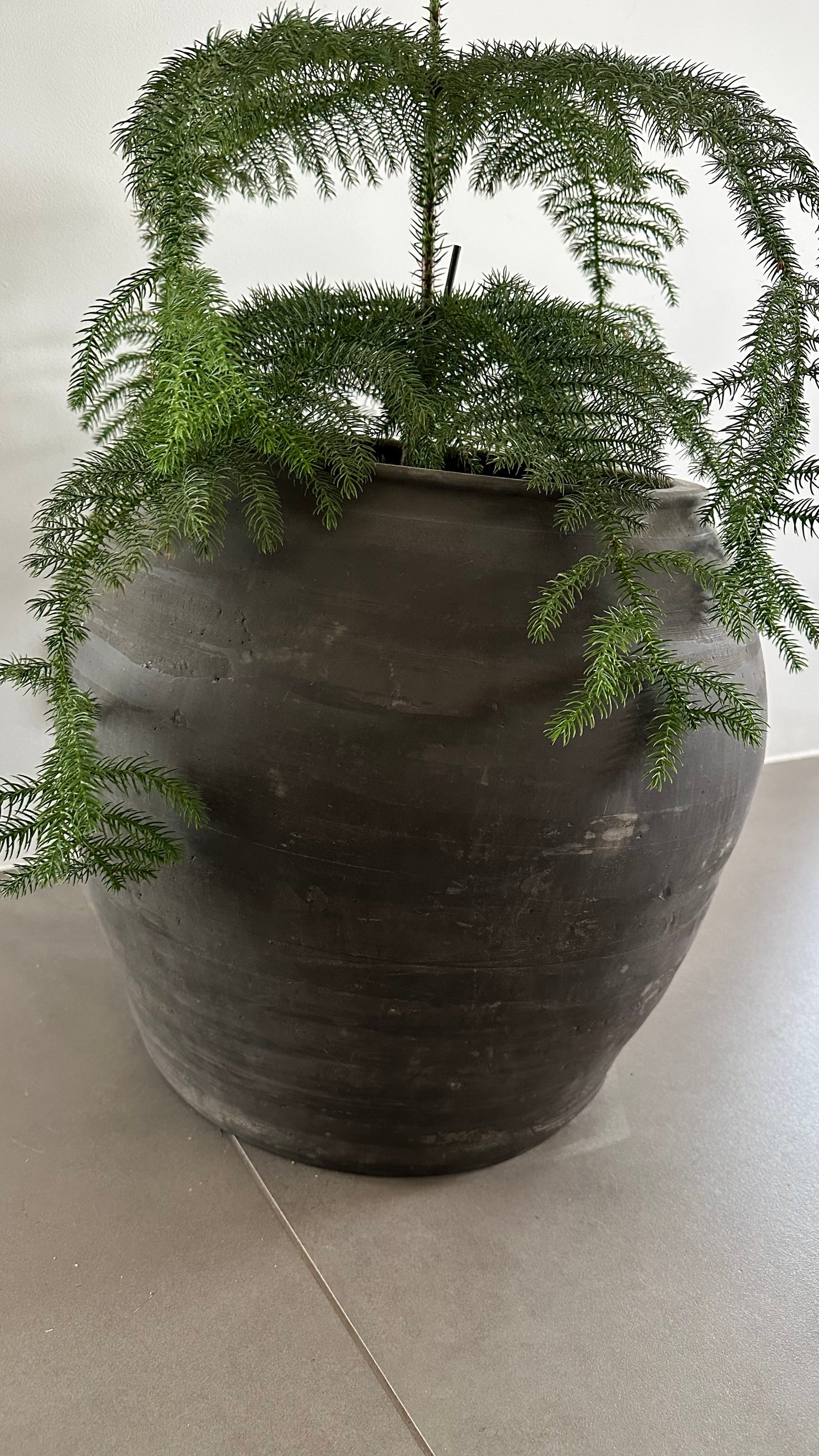 Pot