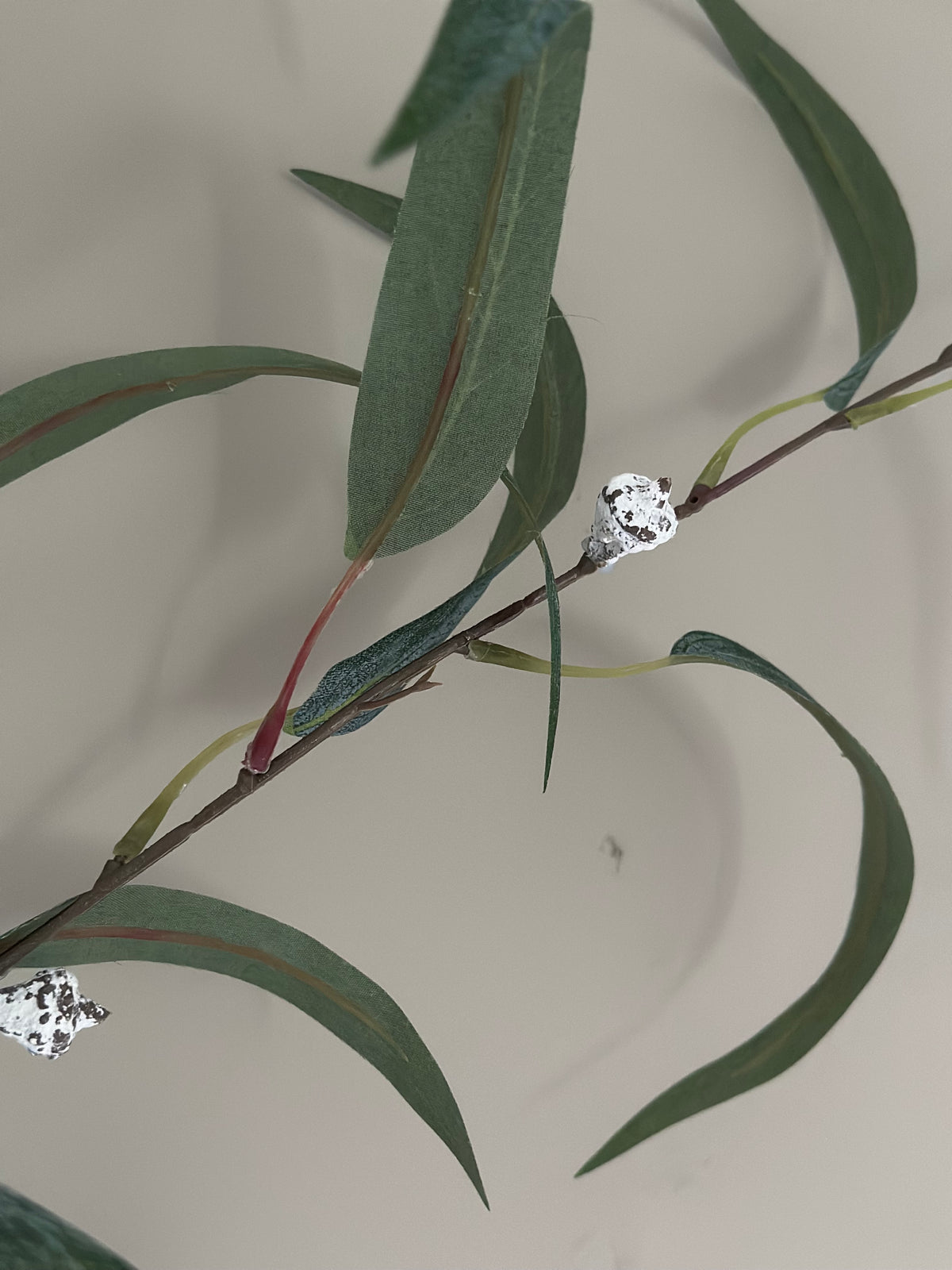 Kunsttak Eucalyptus globulus