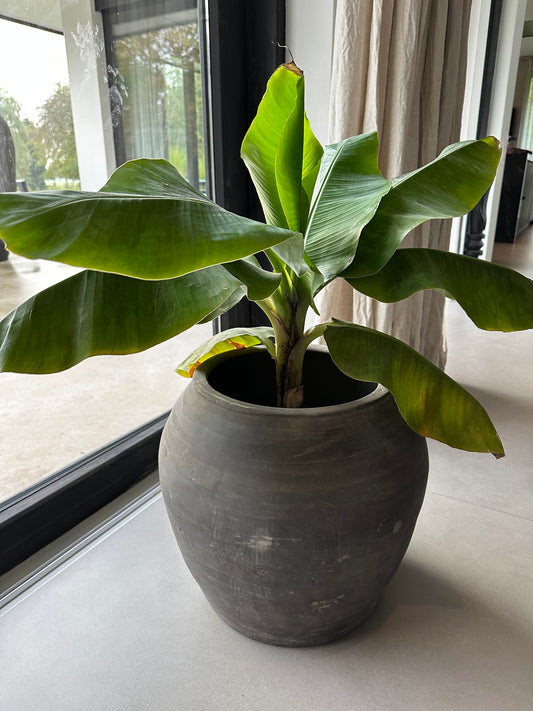 Pot