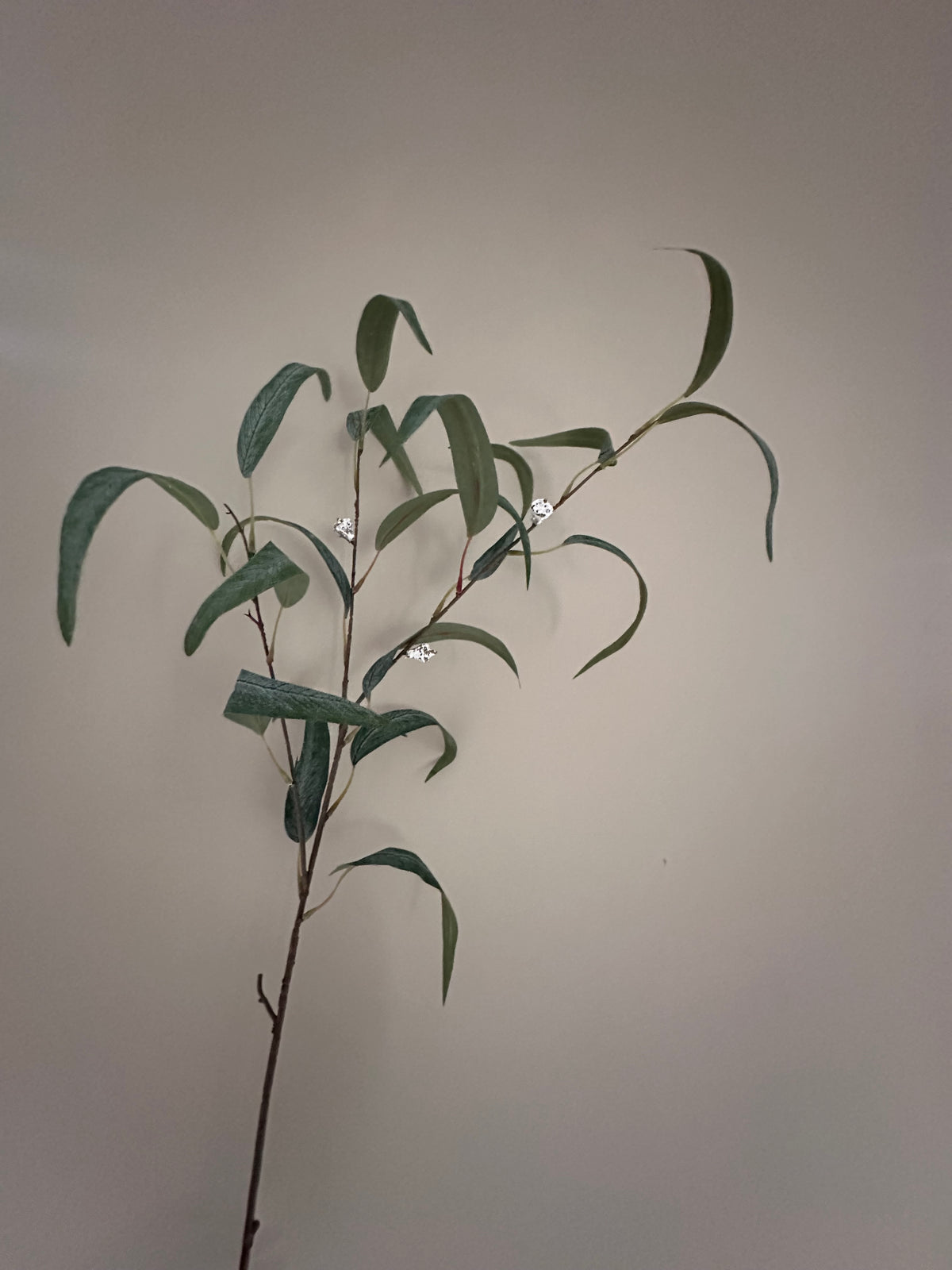 Kunsttak Eucalyptus globulus