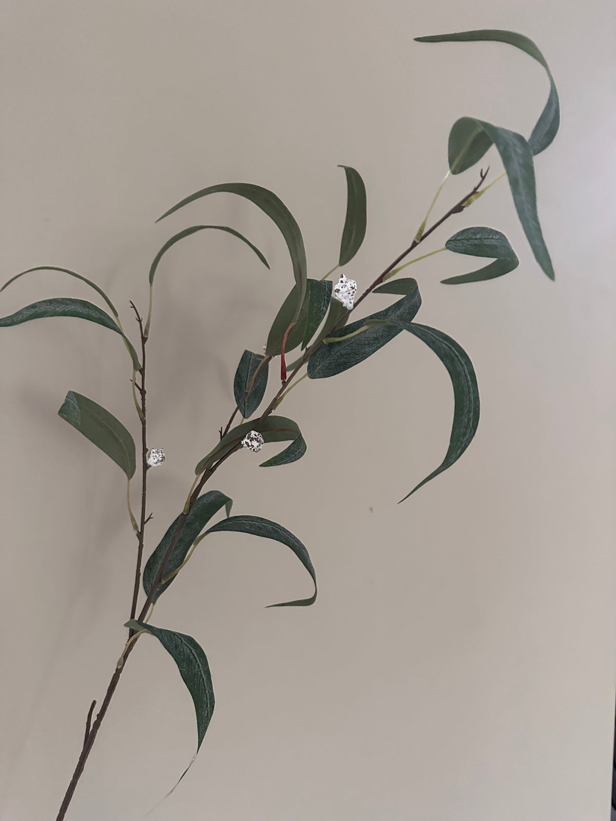 Kunsttak Eucalyptus globulus