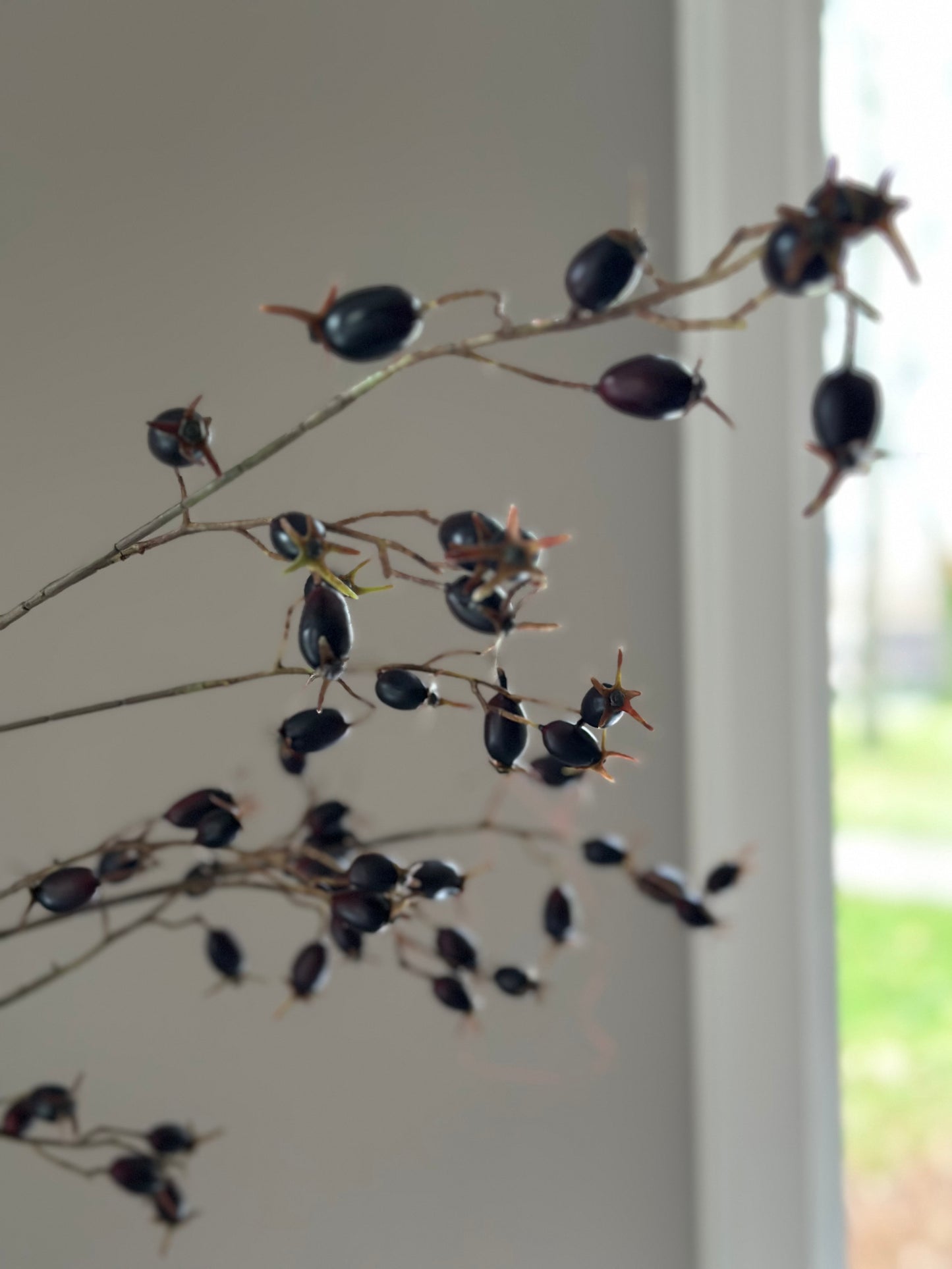 Rosa Canina tak, kunst.